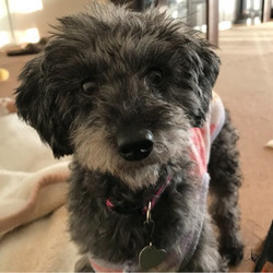 アグリドッグレスキュー譲渡会 サムネイル3