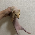 5歳のフェレット女の子の里親募集！