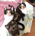 子猫の女の子