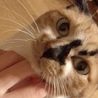 みけねこひより