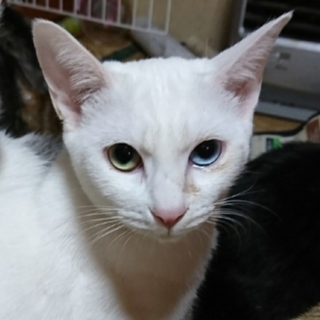 おもちゃで遊ぶのが大好きなオッドアイの女の子