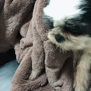 シーズー 