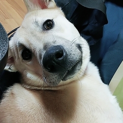 犬用布団 パパの香り付き