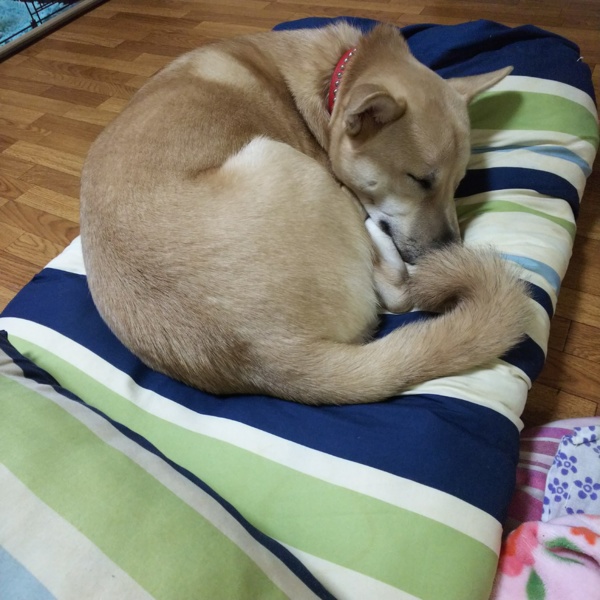 犬用布団 パパの香り付き チクワばあちゃんさんのペットログ ペットのおうち 月間利用者150万人