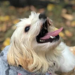 小型雑種のふれあちゃん・3キロ