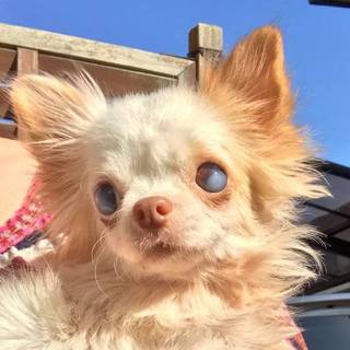 チワワ　うたちゃん・2キロ