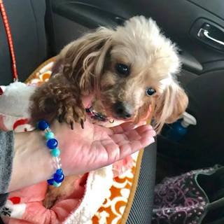 トイプードル*ぴあのちゃん　3キロ