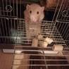 可愛いラットの家族になって下さる方募集しています！ サムネイル5
