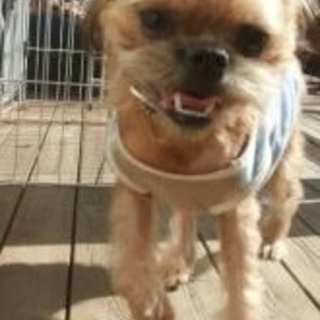 おりこうさんグリフォン（交渉中！）