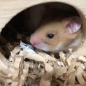 生後1ヶ月ちょっとのゴールデンハムスター♂
