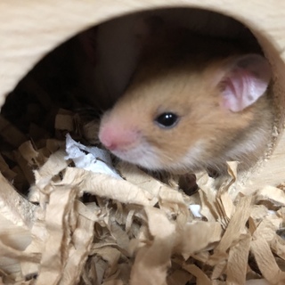 生後1ヶ月ちょっとのゴールデンハムスター♂