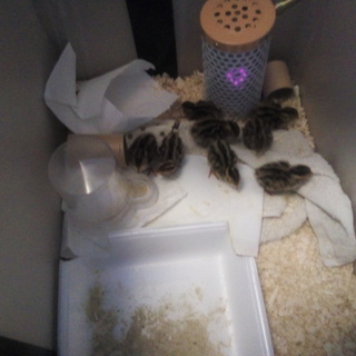 日本うずら（並うずら）の雛10羽