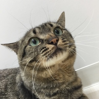 エイズ陽性、右前足切断。穏やかで優しい性格です。