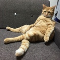 お座り･お手ができる猫ちゃん