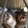 三匹の子猫◇グレートラくん サムネイル4