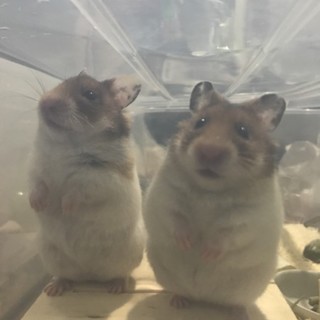 10月8日生まれのゴールデン♂2匹♀4匹