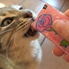 三匹の子猫◇グレートラくん サムネイル5