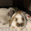ロップイヤーの子供 5