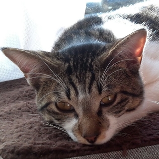 愛想よく飼いやすい兄弟（黒）です