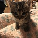 子猫