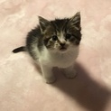 控えめ‥でも甘えん坊 