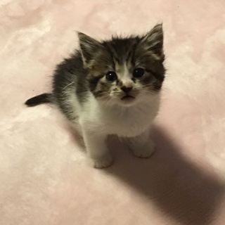 控えめ‥でも甘えん坊 