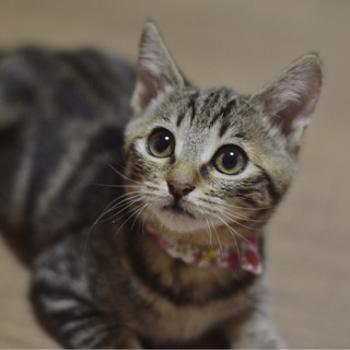 アメショミックス【月姫】