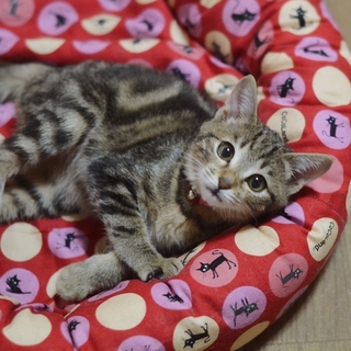 アメショミックス【乙姫】