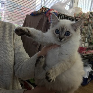 シャムmix長毛子猫　つくねちゃん