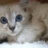 シャムmix長毛子猫　つくねちゃん サムネイル2