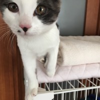 ちびちゃん（ハナ)