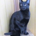 とても人懐こい元気な黒猫ロク君