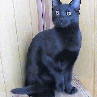 とても人懐こい元気な黒猫ロク君