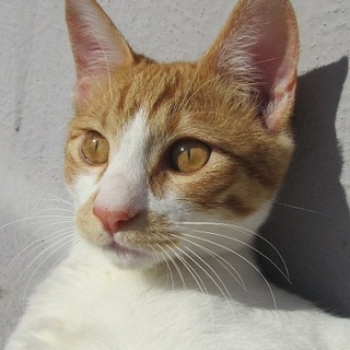 とても人懐こい元気な茶白チャーシュー君