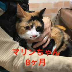 クリスマス大譲渡会