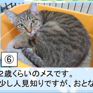 もう延長厳しいため急募です！