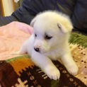 里親さま決まりました☆
