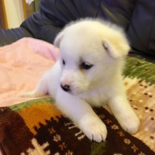 里親さま決まりました☆