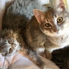 三匹の子猫◇グレートラくん サムネイル2