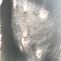 術後とハカイダー