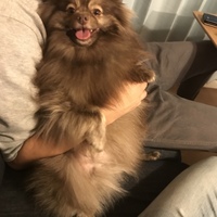 コパン