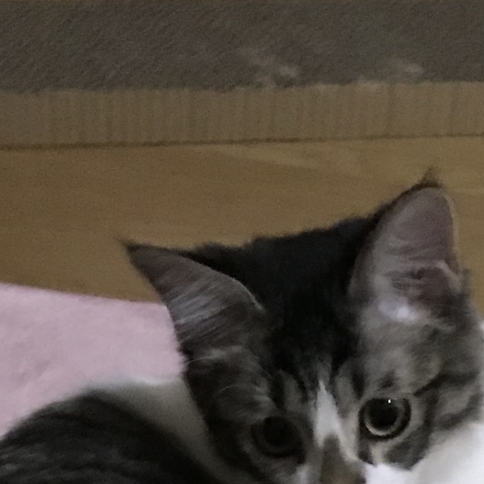 シエルのカバー写真