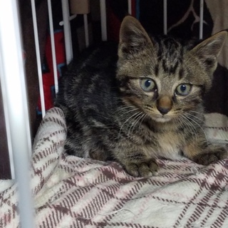 応募終了いたします。ありがとうございました。