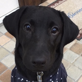 可愛がって下さる方お願いいたします    