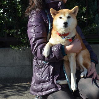 柴犬ももこちゃん静岡のS様に迎えていただけました