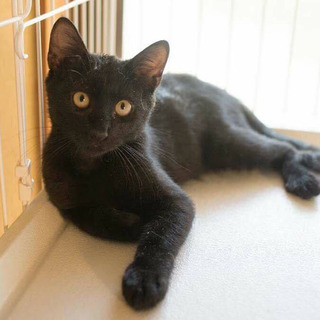 猫の里親募集中