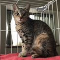 猫の里親募集中