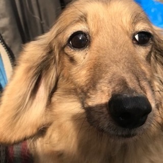 ダックスの女の子