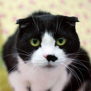 スコミックス★甘い海苔巻き？いそべ君