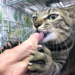 猫の譲渡会　名古屋市港区 サムネイル1